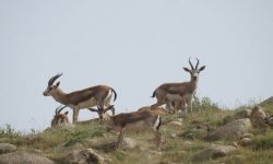 تضمین حیات انسانی با حفاظت از تنوع زیستی