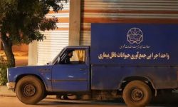 آغاز جمعآوری سگهای بلاصاحب در کرمانشاه