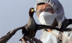 ردیابی بیماری آنفلوانزای فوقحاد پرندگان در طیور بومی کرمانشاه