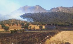 خسارات زیست بومی آتش سوزی در گیلانغرب