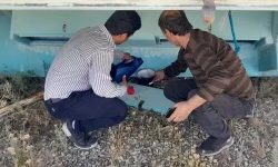 تاکنون موردی از بیماری تب دنگی در استان کرمانشاه گزارش نشده است