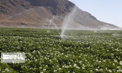 لزوم کاهش اثر تنش دمایی و نوری محصولات باغی