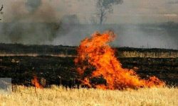 تکان دهنده و قابل تامل؛ بیش از ۲ هزار هکتار از اراضی کرمانشاه، طی سال جاری در آتش سوخته است