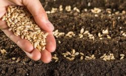 پیش بینی کاشت ۴۱۹ هزار هکتار گندم طی سال آتی در کرمانشاه
