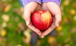 خواص سیب برای سلامتی بدن