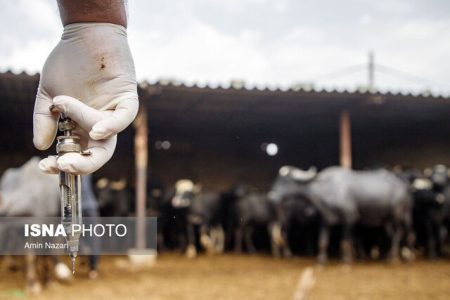 ۱۰۰ هزار راس دام استان، به صورت رایگان علیه بیماری لمپی‌اسکین واکسینه خواهند شد