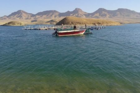 سد زاگرس گیلانغرب، میزبان ۵۰ هزار قطعه بچه ماهی