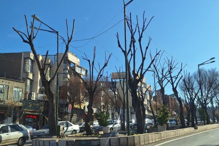 عملیات هرس درختان ادامه دارد