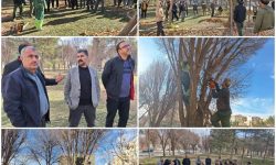 جوابیه سازمان سیما ، منظر و فضای سبز شهری در خصوص هرس درختان سطح شهر