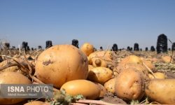 تشکیل پرونده برای گران‌فروشان سیب‌زمینی