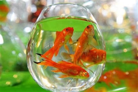 نکاتی در خصوص خرید و نگهداری  ماهی عید