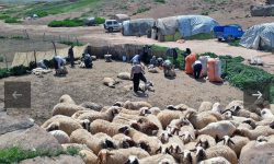 استاندار کرمانشاه، پیگیر مطالبات عشایر استان