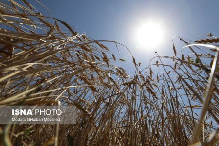 نارضایتی اکثریت کشاورزان از قیمت مصوب گندم