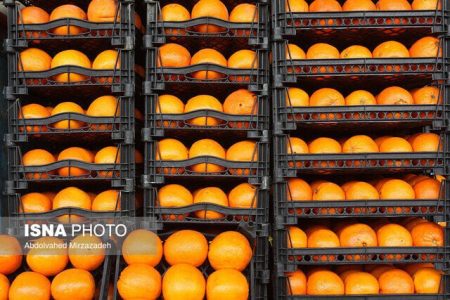 آغاز توزیع ۱۵۰ تن پرتقال تامسون و ۸۰ تن سیب عید در کرمانشاه