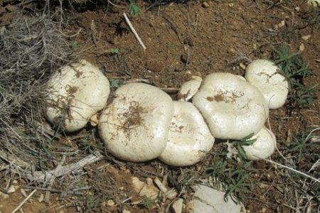 مسمویت ۵۴ نفر بر اثر مصرف قارچ در کرمانشاه