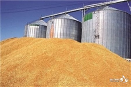 آغاز بزرگ‌ترین عملیات خرید تضمینی گندم در غرب کشور