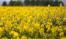 آغاز خرید توافقی دانه روغنی کلزا در استان کرمانشاه