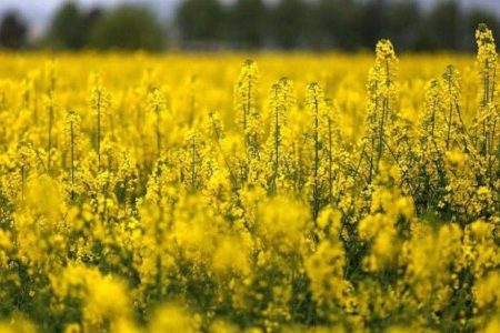 آغاز خرید توافقی دانه روغنی کلزا در استان کرمانشاه