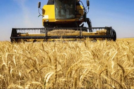 آغاز خرید تضمینی گندم در استان