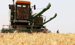 برداشت گندم از ۲۱اردیبهشت در مناطق گرمسیری استان آغاز شده است