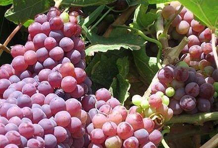 پیش‌بینی برداشت ۴۳ هزار تن انگور یاقوتی از باغات کرمانشاه