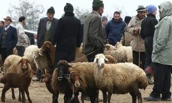 برپایی جایگاه‌های عرضه دام زنده در سطح شهر کرمانشاه