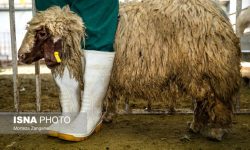 فعالیتهای نظارتی مرکز بهداشت کرمانشاه بر مراکز عرضه دام