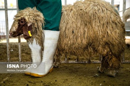 فعالیت‌های نظارتی مرکز بهداشت کرمانشاه بر مراکز عرضه دام