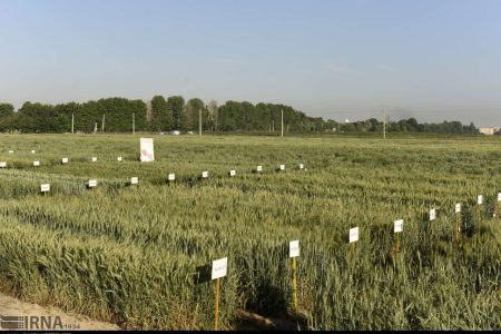 خودکفایی کرمانشاه در تولید بذرهای گندم، جو و ذرت