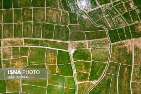 کشت برنج در شهرستان‌های شرقی استان باید به صفر برسد