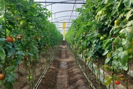 پیش بینی افزایش دو برابری سطح گلخانه ها در استان کرمانشاه