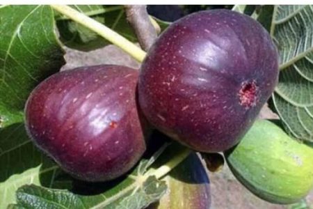 آغاز برداشت انجیر در کرمانشاه/ پیش بینی برداشت ۱۲ هزارتن انجیر از باغات استان