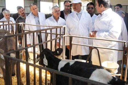 ظرفیت بسیار بالای کرمانشاه در بخش دامداری/ ۳.۵ میلیون راس دام در استان وجود دارد