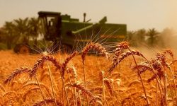خرید تضمینی گندم از مرز ۵۸۶ هزار تن گذشت