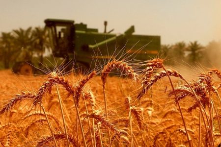 خرید تضمینی گندم از مرز ۵۸۶ هزار تن گذشت