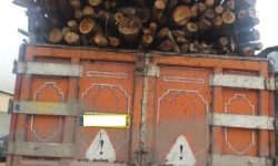 کشف ۱۰ تن چوب قاچاق در اسلام آباد غرب