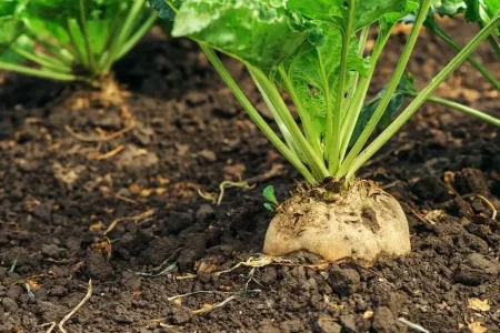 آغاز برداشت چغندر قند بهاره در کرمانشاه 