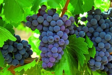 تولید ۴۲ هزار تن انگور یاقوتی در باغات کرمانشاه 