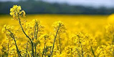 آغاز کشت کلزا در مزارع کرمانشاه