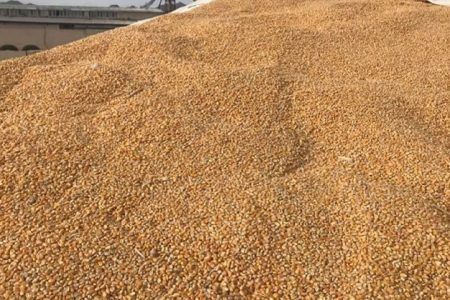 کشف انبار احتکار گندم در کرمانشاه