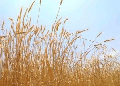 پایان برداشت گندم در کرمانشاه