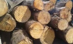 کشف و توقیف ۱۰ تن چوب قاچاق در سنقروکلیایی