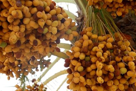 برداشت خرما از نخیلات قصرشیرین آغاز شد