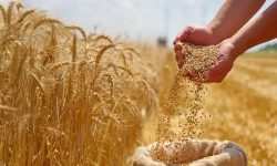 استفاده از بذور گواهی شده عملکرد مزارع گندم را تا ۲۵ درصد افزایش می‌دهد