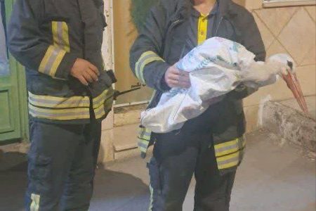 نجات لک لک گرفتار در دکل مخابراتی کرمانشاه