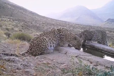 مشاهده سه قلاده پلنگ ایرانی در پاوه