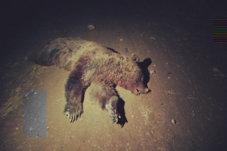 تلف شدن یک قلاده خرس قهوه ای در مسیر تنگه مرصاد کرمانشاه