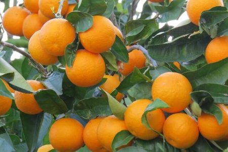 آغاز برداشت مرکبات از باغات کرمانشاه