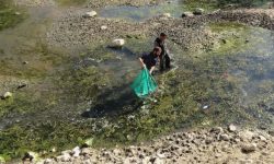 نجات اضطراری گنجینه زیستی سراب بیستون در پی خشکسالی