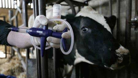 سویه جدید بیماری تب برفکی در کرمانشاه تحت کنترل است